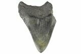 Bargain, Juvenile Megalodon Tooth - South Carolina #169316-2
